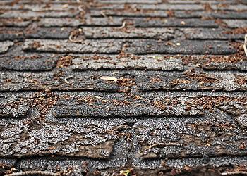 Cantrell Roofing LLC Images